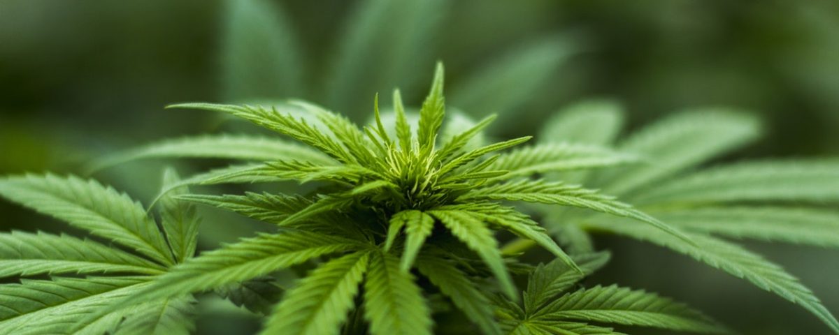 Legal Weed hits the Streets in Oregon
