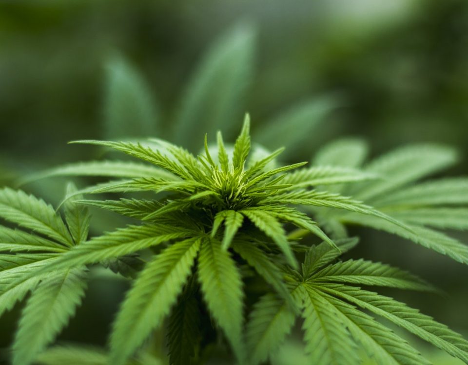 Legal Weed hits the Streets in Oregon
