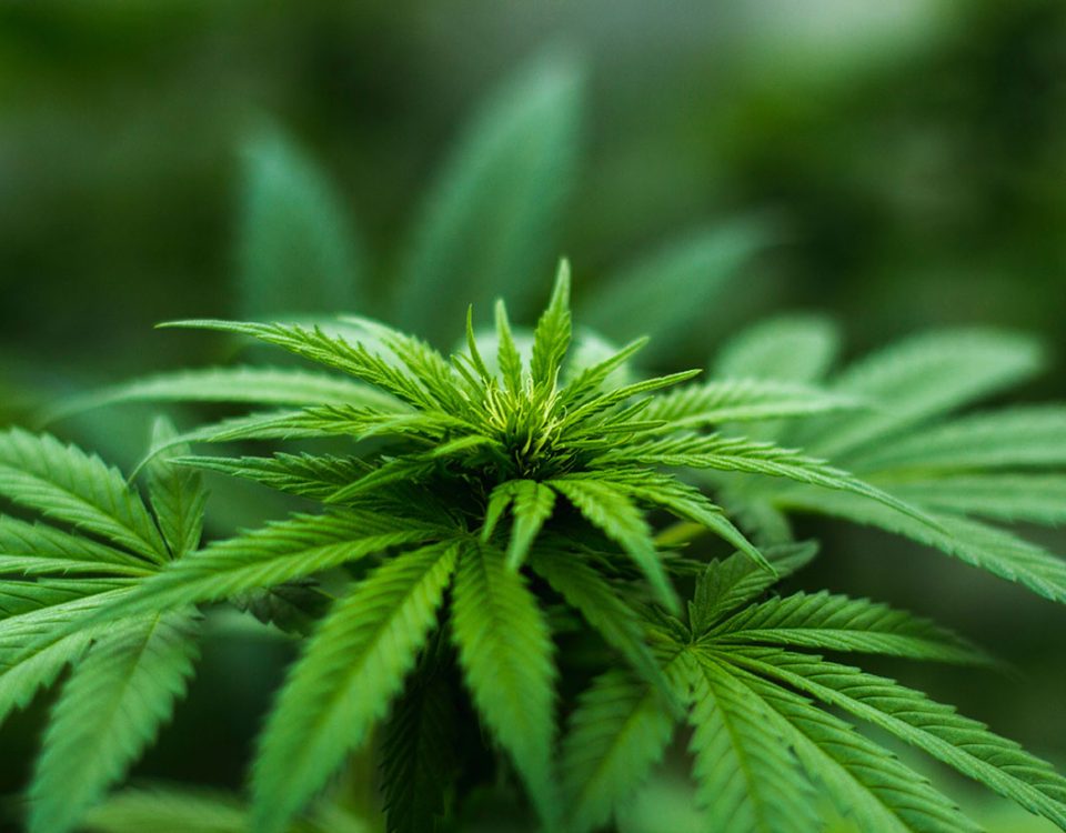 Sober for the Holidays, Start Treatment Now
