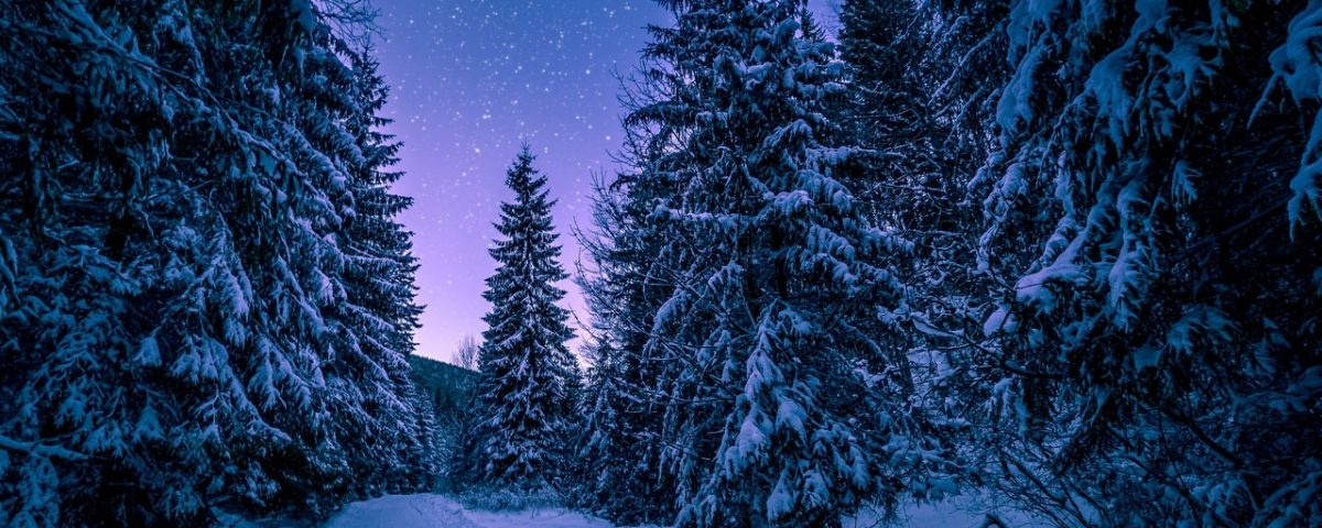 snowy tree path