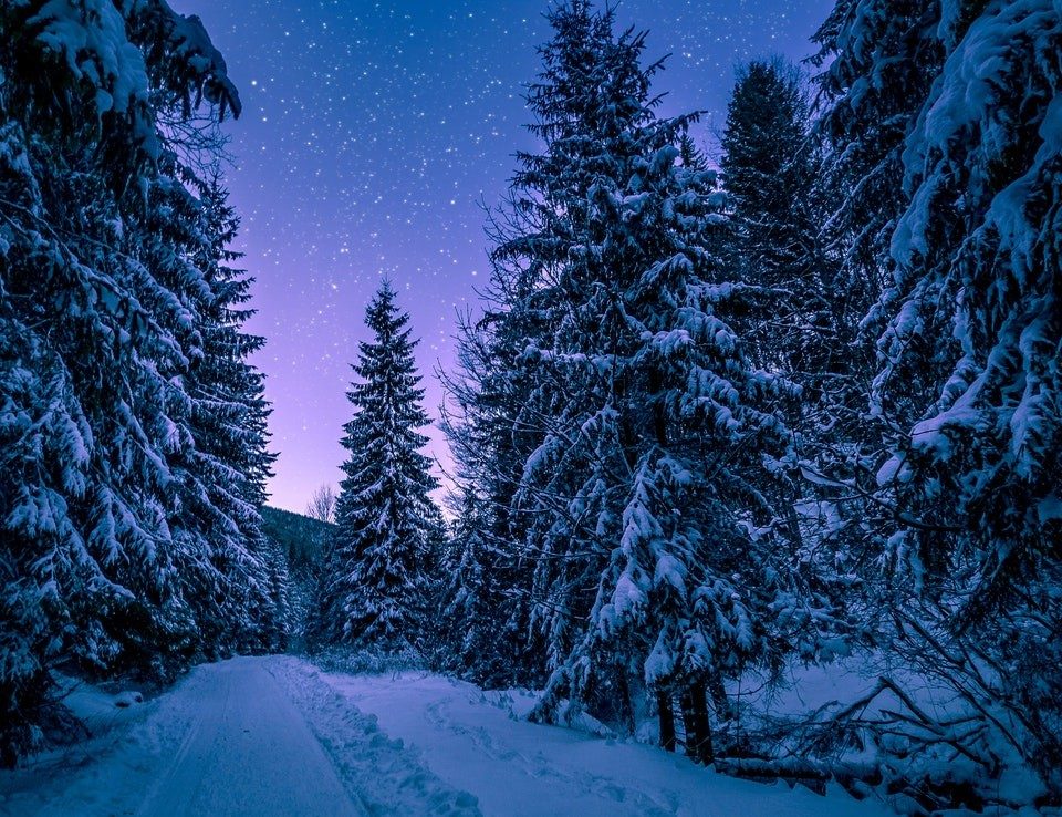 snowy tree path