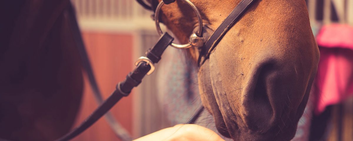 Benefits of Equine-Assisted Therapy
