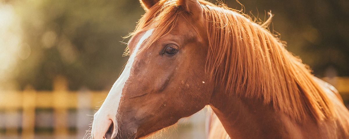 horse-in-field