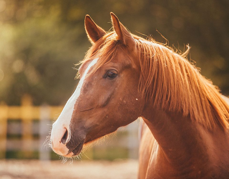 horse-in-field