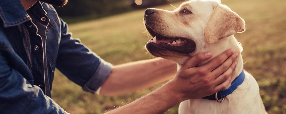 The Benefits of Pet Therapy