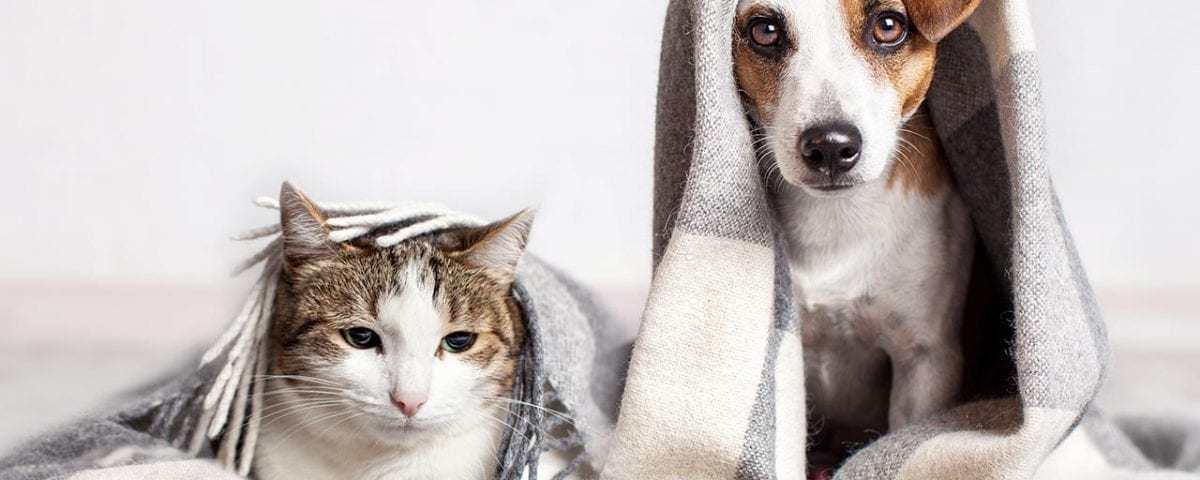 Pets Are in the Crosshairs of the Opioid Epidemic