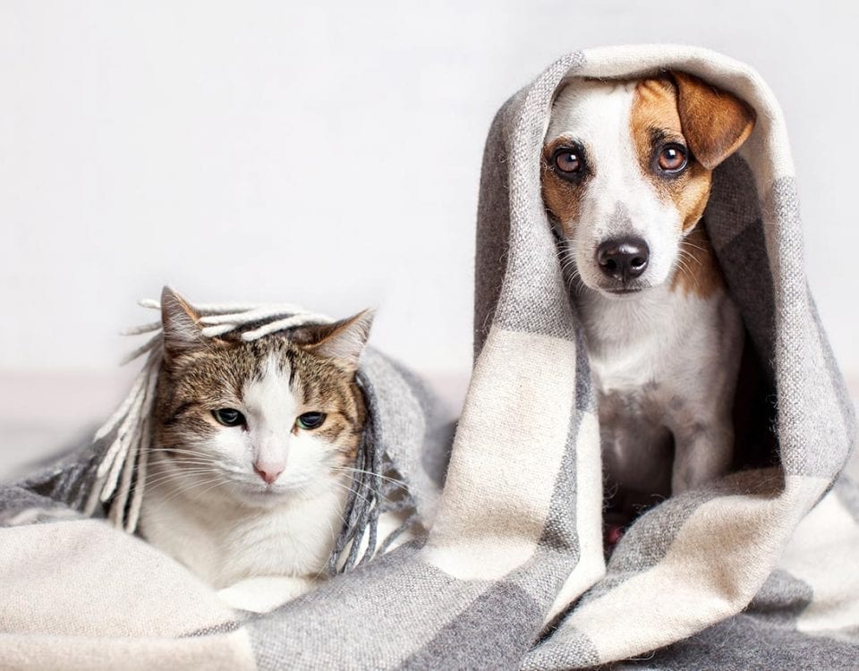 Pets Are in the Crosshairs of the Opioid Epidemic