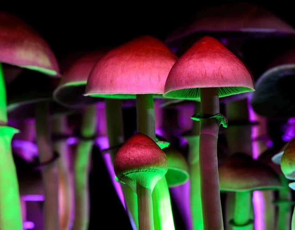 Shrooms in led light room