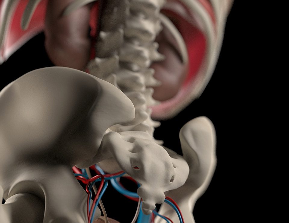 The Effects of Prolonged Drug & Alcohol Abuse on the Skeletal & Nervous System