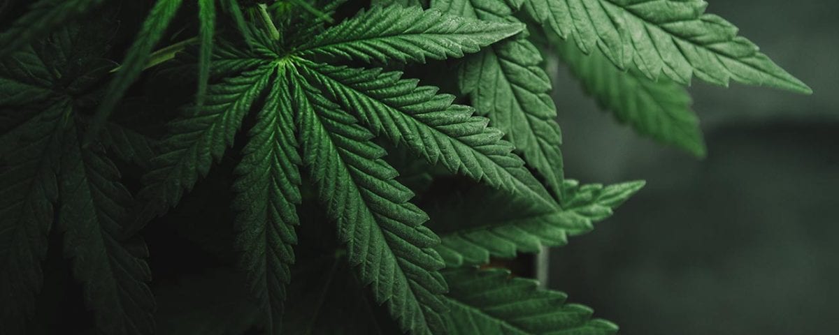 The Truth About Marijuana Overdose