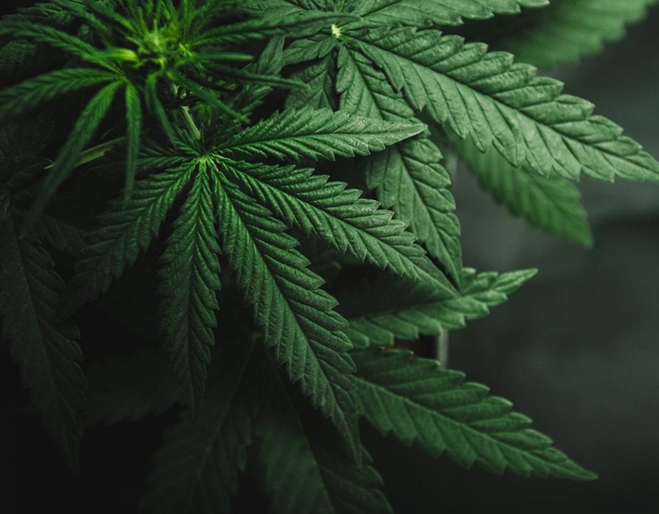 The Truth About Marijuana Overdose