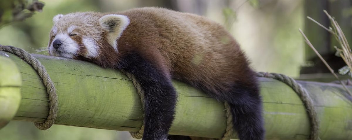 Drugs Gone Wild: A Collection of Drunk & High Animals in the Wild