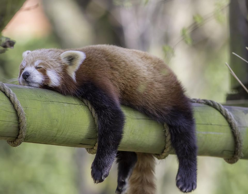 Drugs Gone Wild: A Collection of Drunk & High Animals in the Wild
