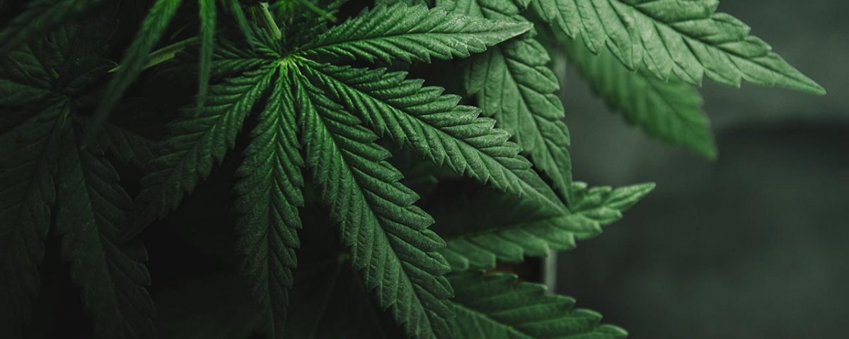 Coronavirus & Marijuana: The Rise in Marijuana During Coronavirus
