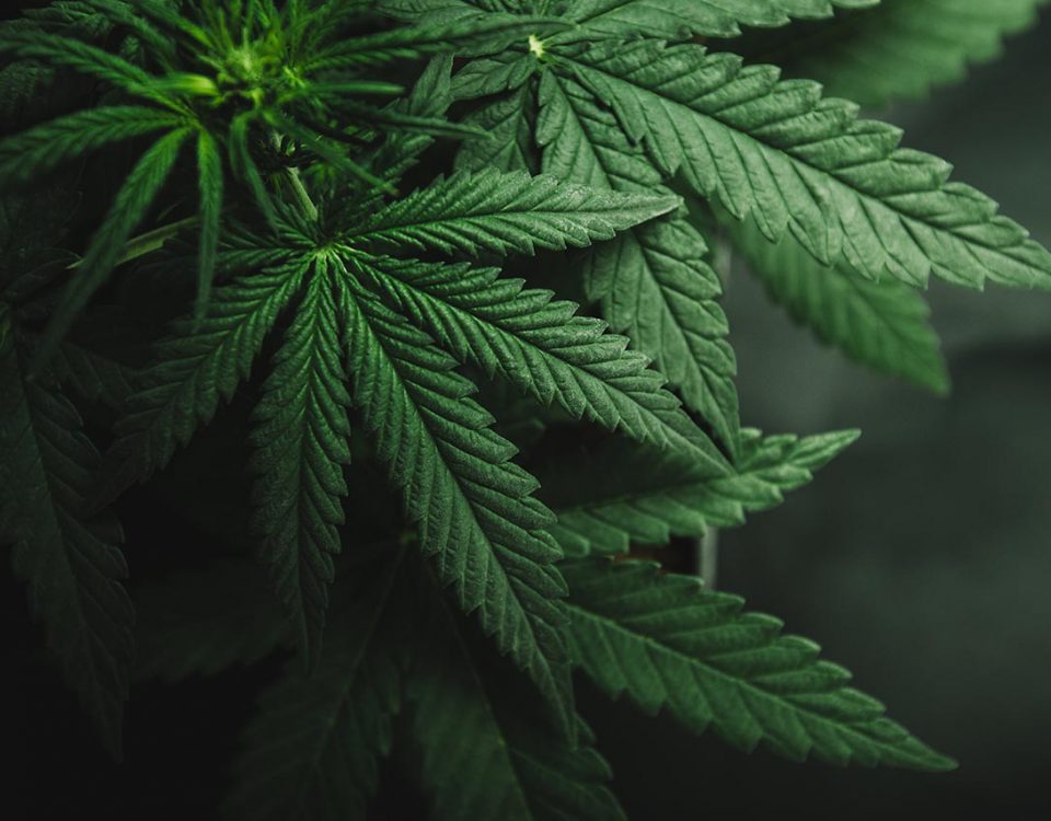 Coronavirus & Marijuana: The Rise in Marijuana During Coronavirus