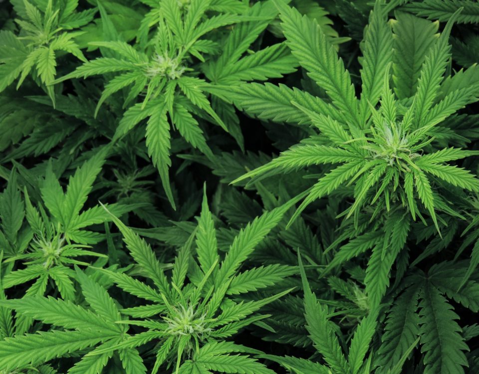 Comparing Marijuana vs. Tobacco: Is Marijuana Safer Than Tobacco?