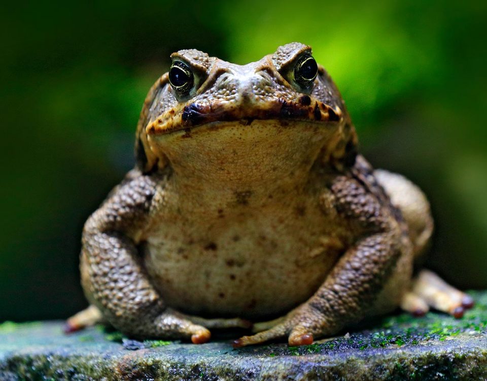 Frogs that Get You High: The Dangers of Toad Licking