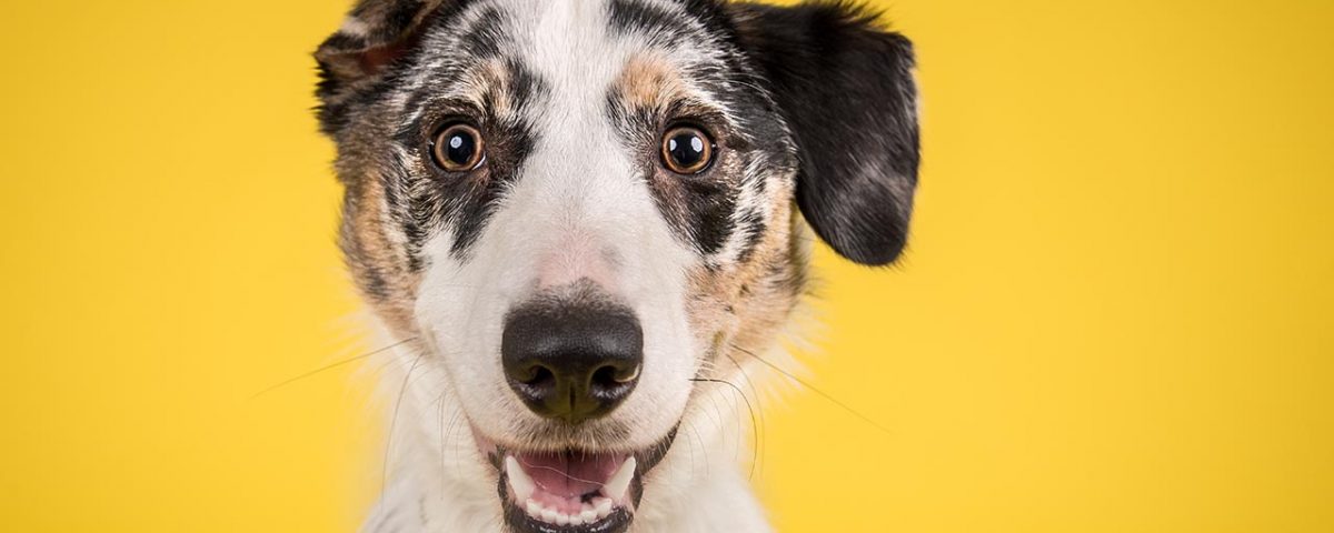 K9 Under the Influence: The Dangers of Dogs Getting High