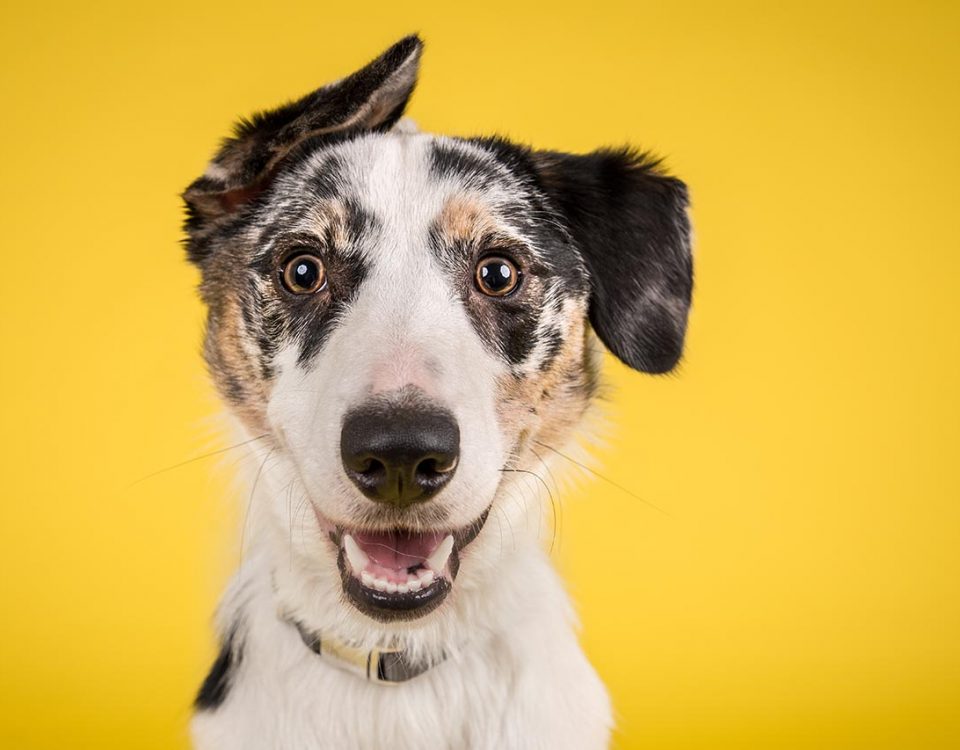 K9 Under the Influence: The Dangers of Dogs Getting High