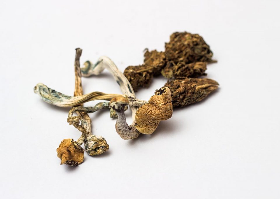 Difference Between Shrooms and Weed