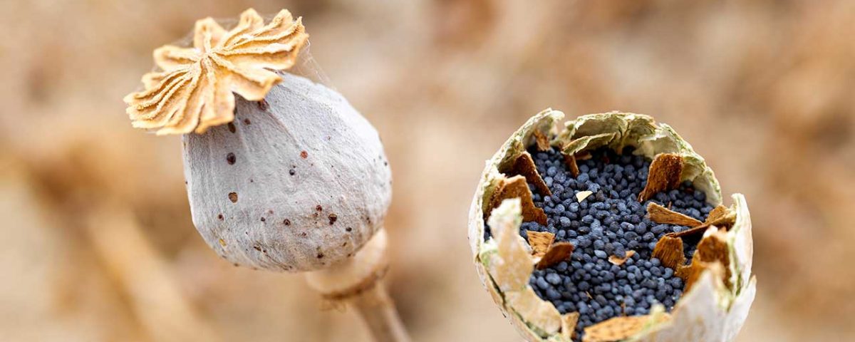 Do Poppy Seeds Affect Drug Tests?