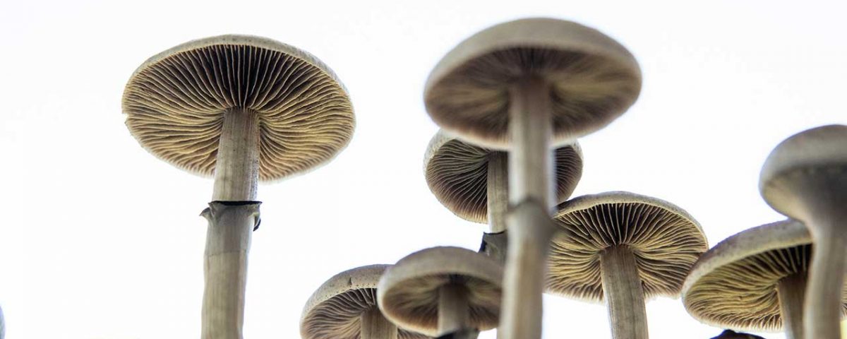 How Long Do Shrooms Stay in Your System?