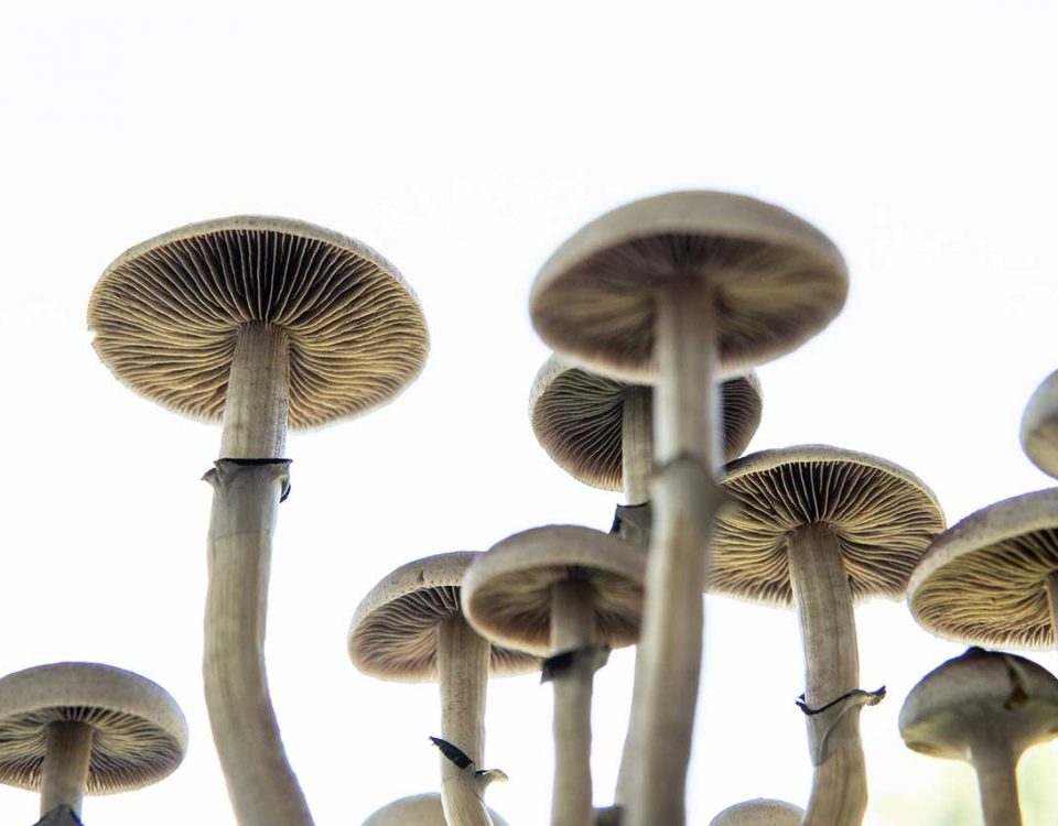 How Long Do Shrooms Stay in Your System?