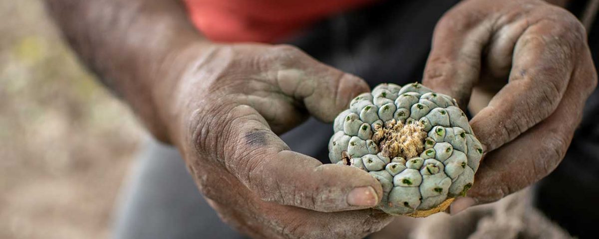 Peyote vs Ayahuasca