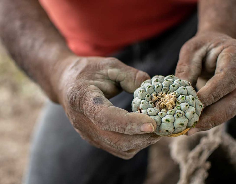 Peyote vs Ayahuasca