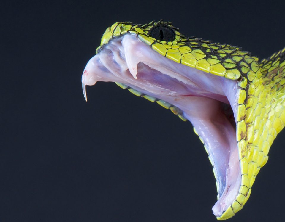 Snake Bite Drug Addiction: Can You Get High on Snake Venom?