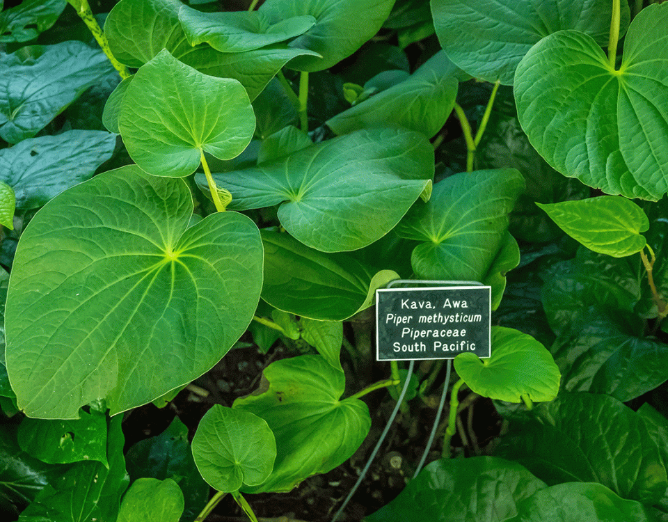 What is Kava?