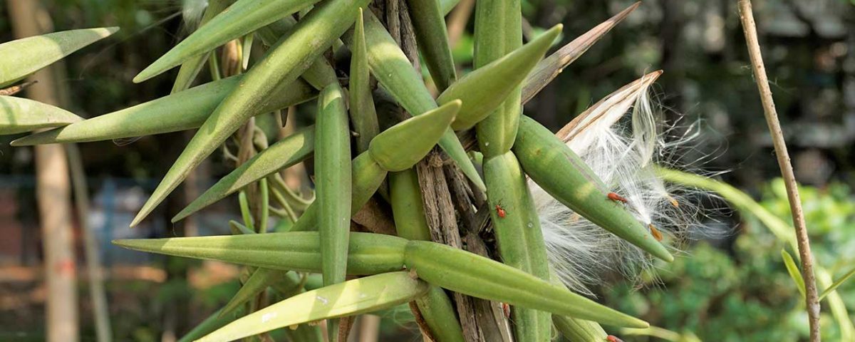 Ibogaine: Another Kind of Ayahuasca