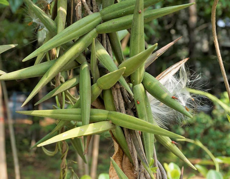 Ibogaine: Another Kind of Ayahuasca