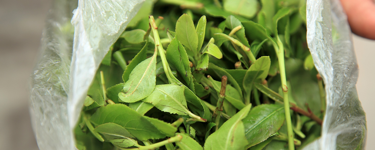 Khat Overdose Symptoms To Look Out For