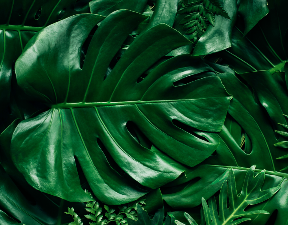 leaves