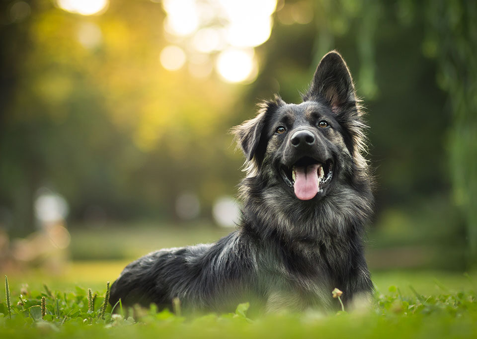 goodliest boy