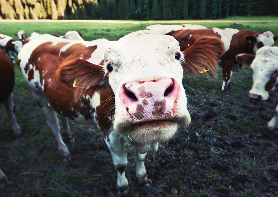 cow looking silly