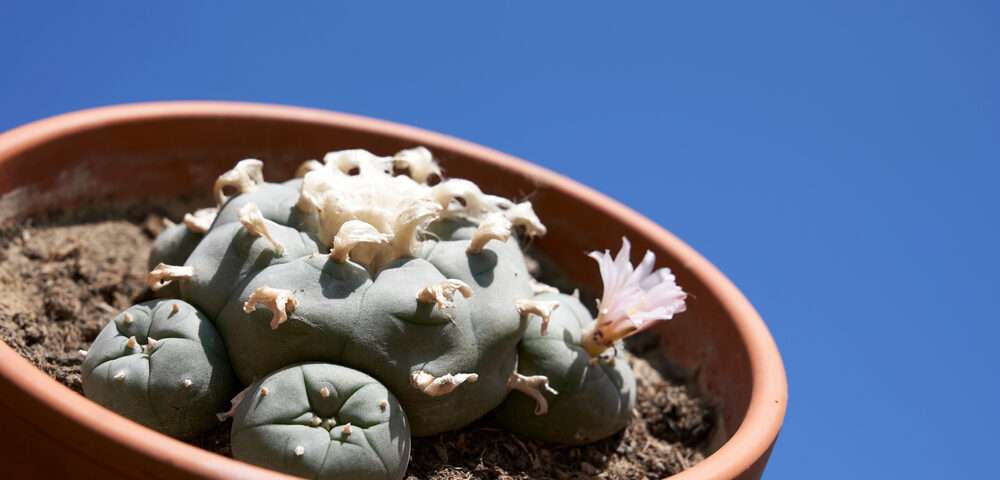 Is peyote addictive?