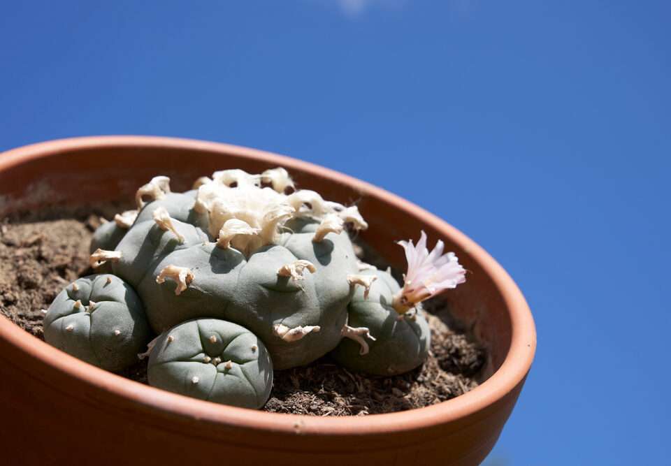 Is peyote addictive?